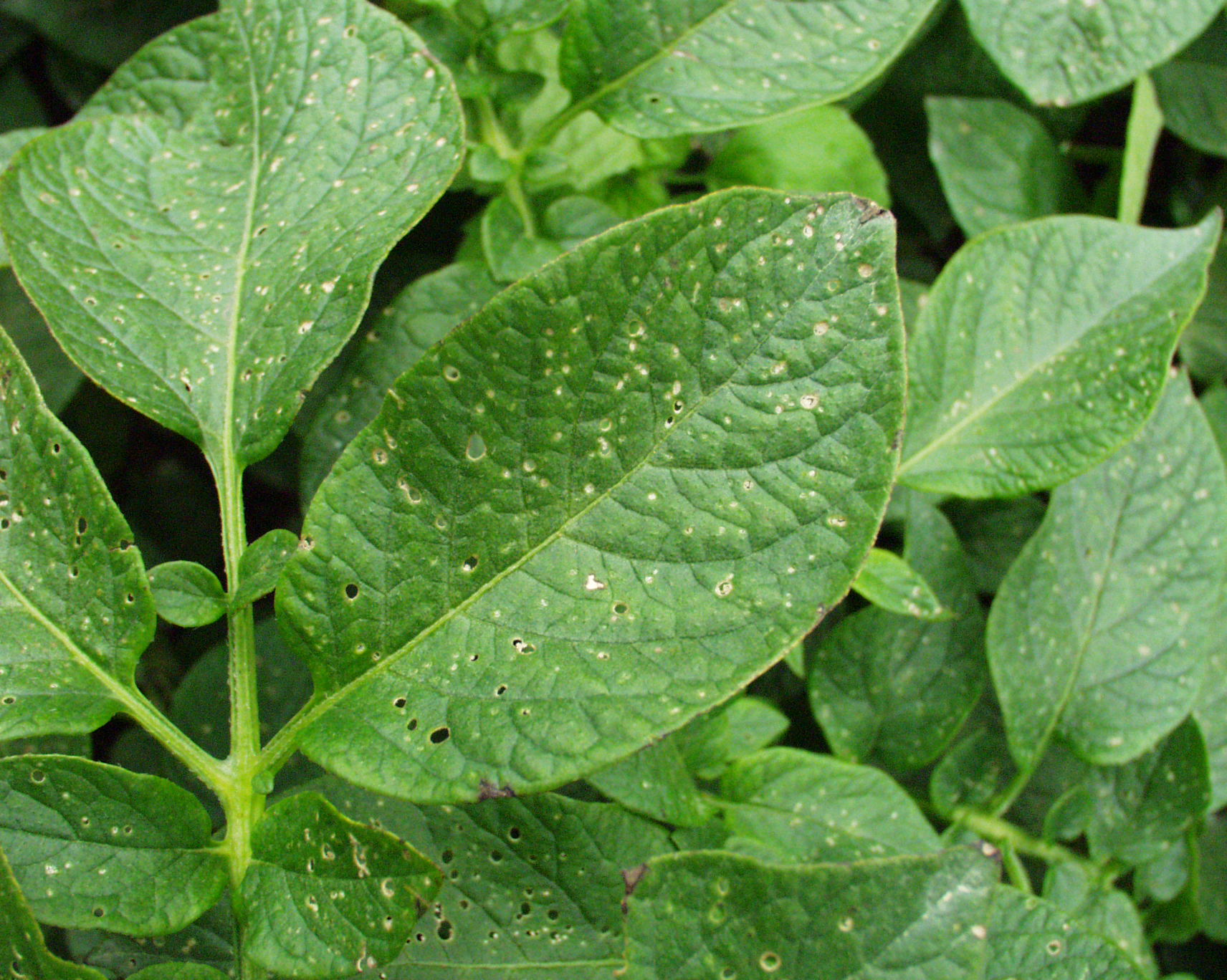 Potato leafminer fly potato pest in Indonesia Agriculture and Food